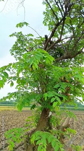 View of cherry trees growing abundantly on the edge of a rice field.