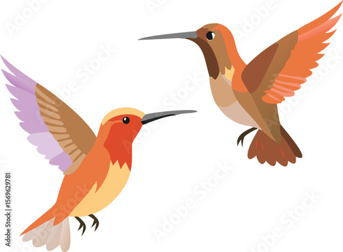Rufous hummingbird aggressively chasing, tiny bird, swift flight, nectar, garden, illustration