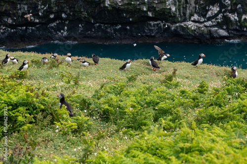 Puffins on a cliff top on Skomer Island