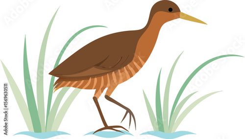 Virginia rail furtively sneaking through reeds, marsh bird, secretive, wetland, illustration