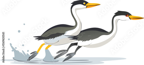Western grebe performing rushing display, running on water, elegant, mating dance, illustration