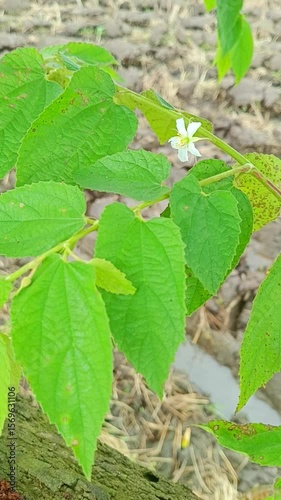 Close up view of cherry tree leaves.