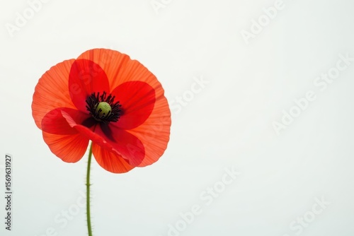 Single red poppy, delicate petals, white background, white background, red poppy, flower