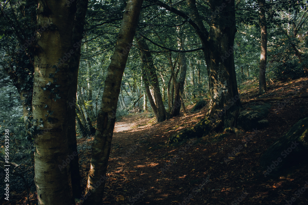 Naklejka premium forest in autumn