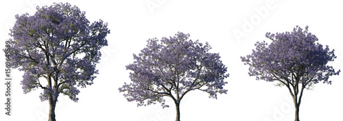 Tableau sur toile Jacaranda Trees with Purple Blossom in Full Bloom Isolated on Transparent Backgr