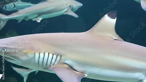 School of Sharks Swimming in Circle – 4K Underwater Marine Life Footage

