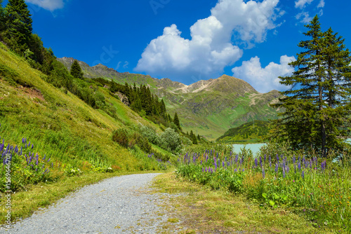 Summer mountain landscape with a path and blue lupines and blue sky with clouds. Location place Alps, Europe.