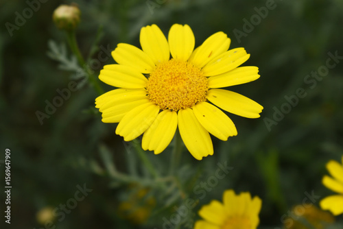 Bright Yellow Crown Daisy, Close-up of a Bright yellow crown daisy flower, blooming in nature, Close-up shot of beautiful yellow Crown Daisy flower (Chrysanthemum coronarium), Crown Daisy,
