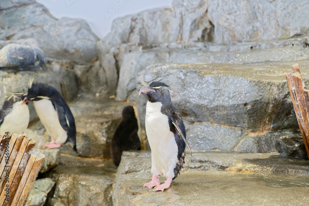 Fototapeta premium Southern Rockhopper Penguin (Eudyptes chrysocome) on the rock