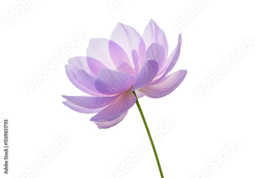 Wallpaper Mural A delicate purple lotus flower with translucent petals is isolated on transparent background Torontodigital.ca