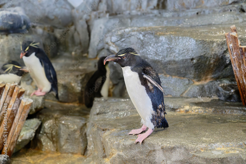Fototapeta premium Southern Rockhopper Penguin (Eudyptes chrysocome) on the rock