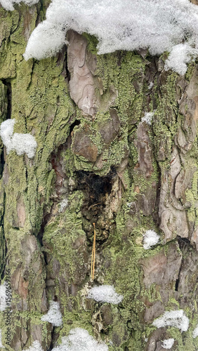 Pine tree bark in winter