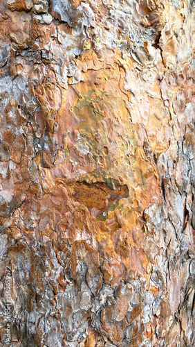Texture of bark of Rocky Mountain Yellow Pine tree, latin name Pinus Ponderosa subspecies Scopulorum, in natural summer sunlight.