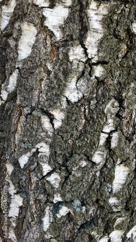 The birch bark texture or background. Macro shot is made by means of stacking technology trunk. Texture made of birch tree bark. Beautiful birch trunk background. Conceptual image. Peaceful nature.