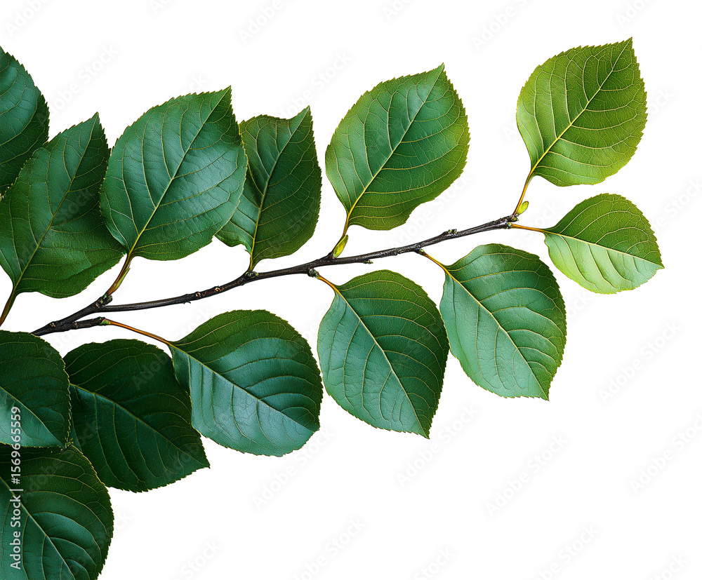 Fototapeta premium Fresh Green Leaves in Nature