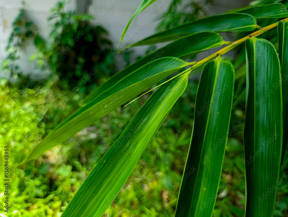 Obraz premium Bamboo Leaves Close-up in Natural Light with Lush Green Background