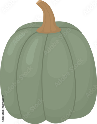 Green ripe pumpkin isolated on white background. Autumn vegetable for Thanksgiving holiday