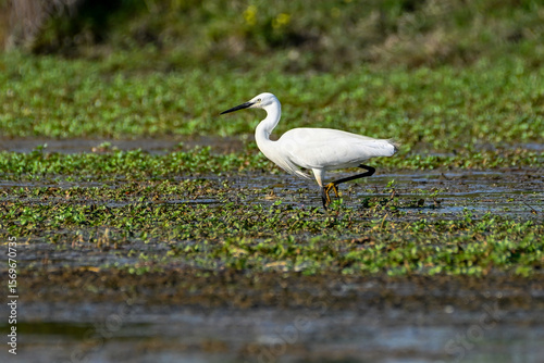 A little egret (Egretta garzetta) wades through a wetland, searching for food among the green plants. Bright sunlight illuminates the scene, highlighting the bird's graceful movements.
