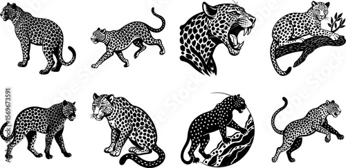 Various leopards are depicted in black and white vintage illustrations