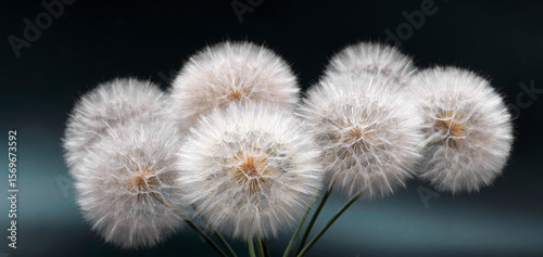 Symmetrical bouquet of dandelion seed heads photographed in studio against dramatic black backdrop. Fine detail and soft lighting create calm, artistic mood.