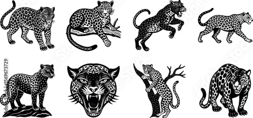 Vintage black and white illustrations show various leopards in different poses