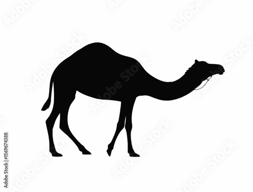 Camel silhouette in walking pose, desert animal 