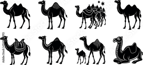 Several camels are illustrated in black and white isolated on transparent background