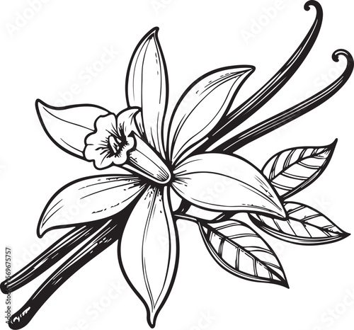 Vanilla Flower with Sticks Vector Illustration, Sketch Drawing Line Linear Symbol Icon Engraving Coloring Book, Hand-drawn Black and White Isolated