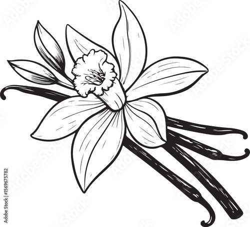 Vanilla Flower with Sticks Vector Illustration, Sketch Drawing Line Linear Symbol Icon Engraving Coloring Book, Hand-drawn Black and White Isolated