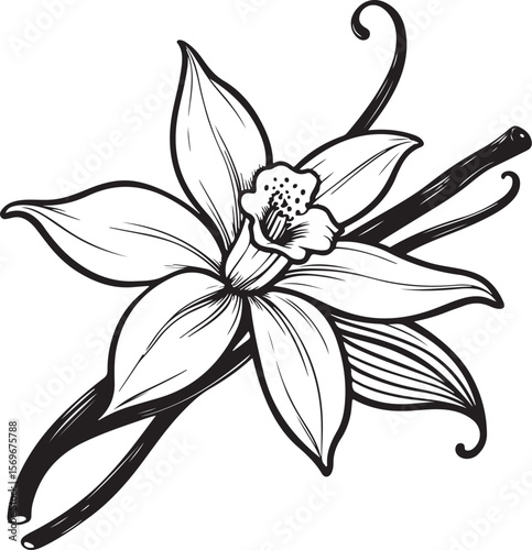 Vanilla Flower with Sticks Vector Illustration, Sketch Drawing Line Linear Symbol Icon Engraving Coloring Book, Hand-drawn Black and White Isolated