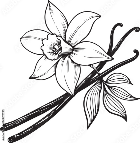 Vanilla Flower with Sticks Vector Illustration, Sketch Drawing Line Linear Symbol Icon Engraving Coloring Book, Hand-drawn Black and White Isolated