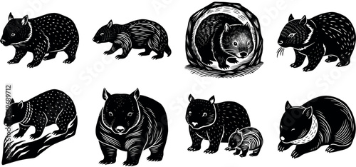 Several wombats are isolated on transparent background in different positions