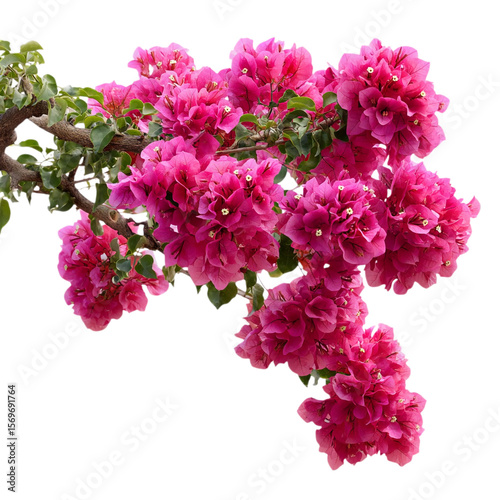Photo of vibrant pink bougainvillea flowers on a branch isolated on transparent background