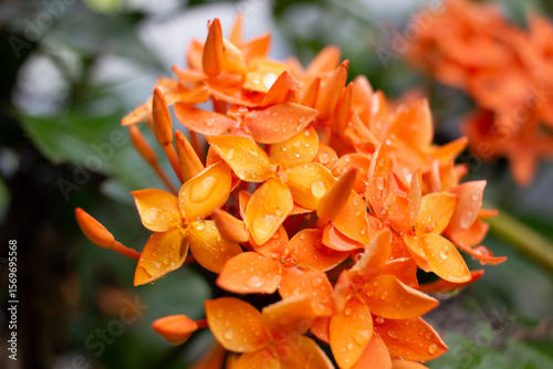Close up orange West Indian Jasmine after rain. Water drops on West Indian Jasmine