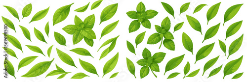 Collection of various green leaves arranged in diverse patterns on a white background showcasing the beauty of nature