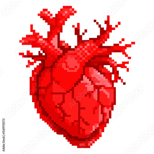 Realistic pixel vector human heart with visible red arteries and veins.