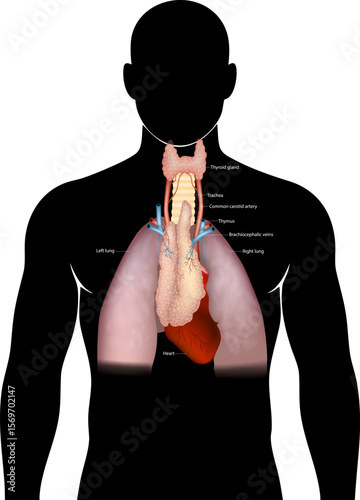 Detailed anatomical illustration of the human thoracic region showing major organs and structures including the thyroid gland, thymus, trachea, lungs, heart, and associated blood vessels