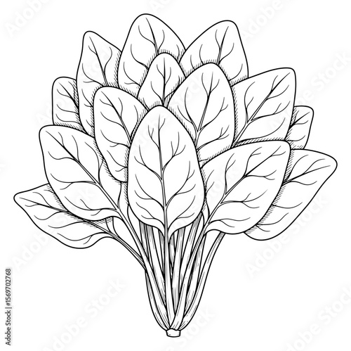 Hand-Drawn Illustration of Spinach Plant with Leaf Veins and Bunch