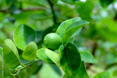 Wallpaper Mural Lime Growing on Tree with Green Leaves in Natural Light Torontodigital.ca
