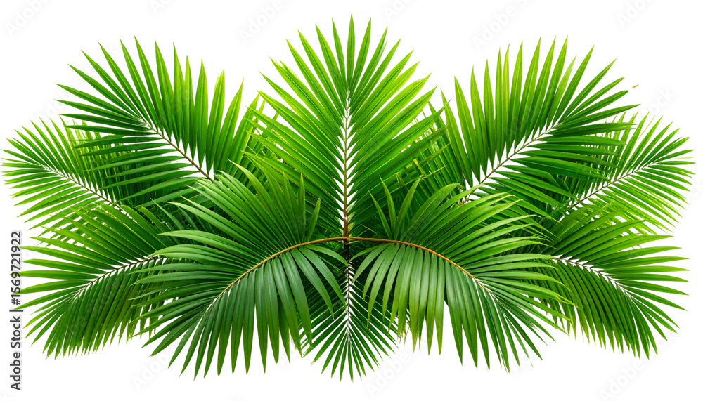 Fototapeta premium Overlapping Cluster of Palm Leaves in Fresh Green Shades, isolated on transparent background.