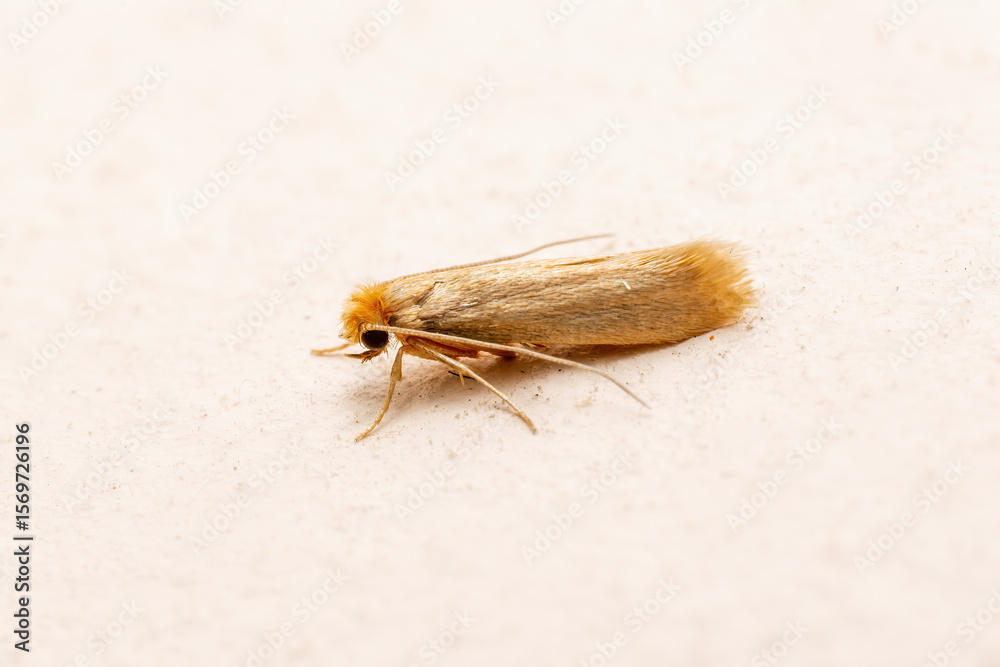 Obraz premium Macro Photo of Common Clothes Moth. Tineola Bisselliella Insect Parasite and Household Pest Infestation on White Wall