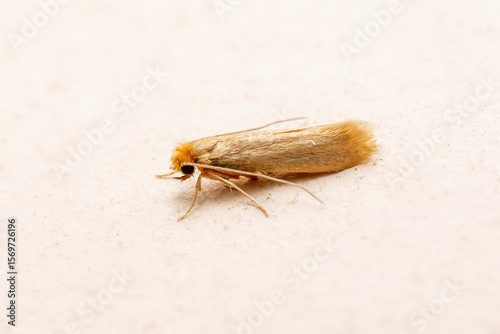 Macro Photo of Common Clothes Moth. Tineola Bisselliella Insect Parasite and Household Pest Infestation on White Wall