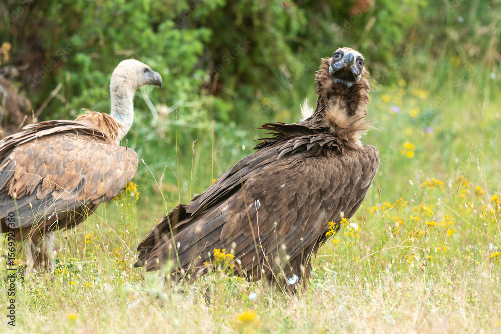 Fototapeta premium Vautour moine, Aegypius monachus, Cinereous Vulture, Vautour fauve, Gyps fulvus, Griffon Vulture, Parc naturel régional des grands causses 48, Lozere, France