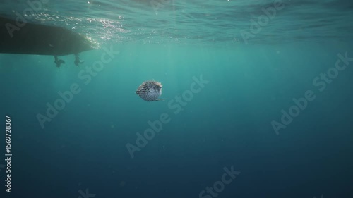 Underwater close-up of porcupine fish swimming calmly in its natural habitat. The detailed shot highlights unique spines, textured skin, and curious expression in the clear blue ocean. Marine animals