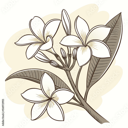 Plumeria Flowers Illustration: Delicate plumeria flowers with their characteristic five petals and lush green leaves are showcased in an elegant illustration.