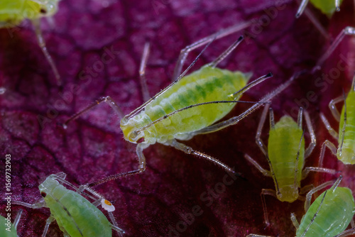 Aphid Colony Close-up. Greenfly or Green Aphid Garden Parasite Insect Pest Macro on Green Background