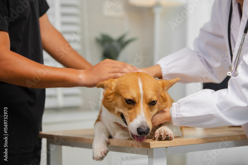 A young man takes his dog to a clinic for a checkup. A female veterinarian examines his dog with a stethoscope and notes on a clipboard, advising the owner on how to care for and maintain his dog.