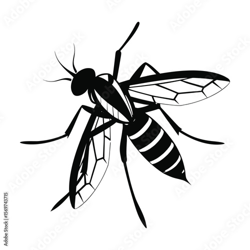 Aedes Mosquito Vector Illustration Black and White