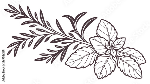 vector border of leafy herba like basil and rosema