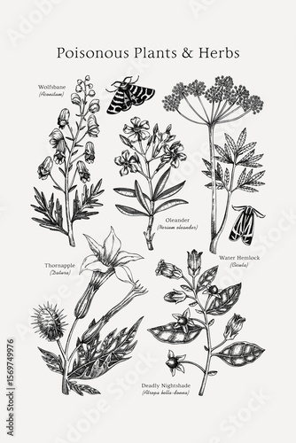 Poisonous plants poster design template. Botanical print. Witch herbs sketches collection. Vintage wall art. Hand drawn vector illustration. NOT AI generated